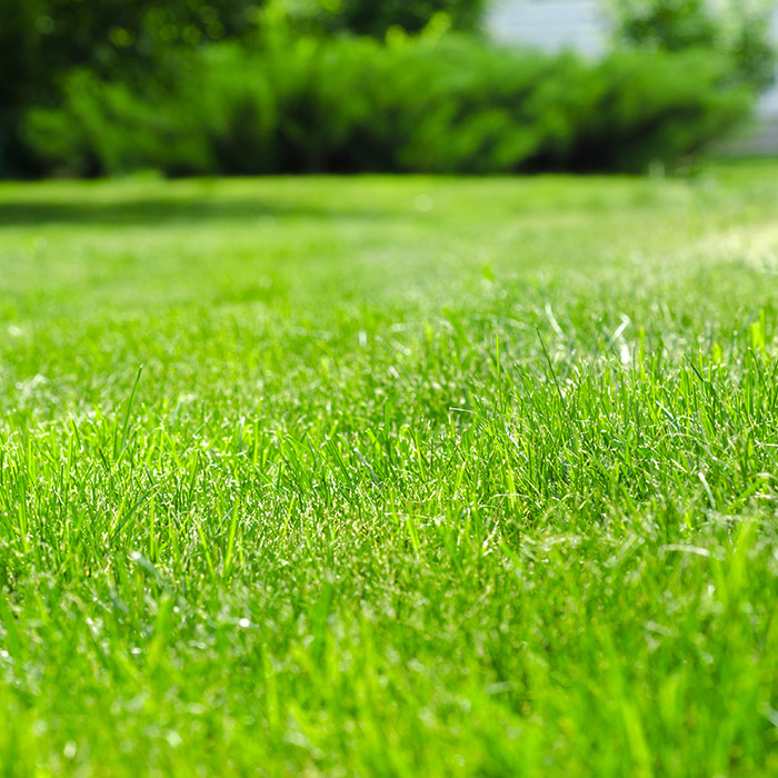 property lawn close up shinnecock hills ny